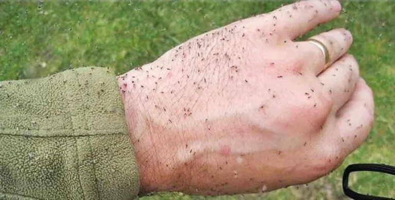 Infestação de mosquito maruim leva cidade a decretar “estado de emergência” Infestação de mosquito maruim leva cidade a decretar “estado de emergência”