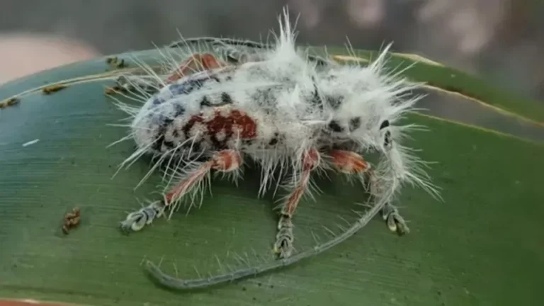Pesquisador descobre nova espécie de besouro ao observar "cocô de pássaro" na Austrália