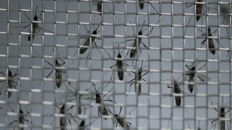 Dengue: casos prováveis chegam a 1,68 milhão e superam os de todo o ano de 2023