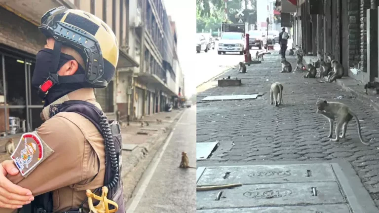 Tailândia: Polícia cria unidade para “caçada de estilingue” contra gangue de macacos nas ruas