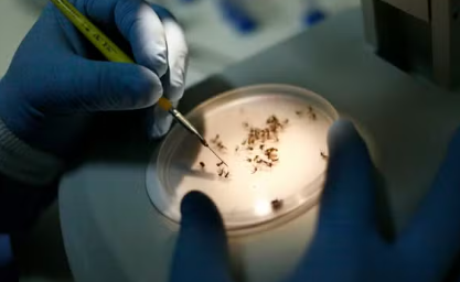 Dengue: caso tipo 3 são registrados no RJ após 17 anos