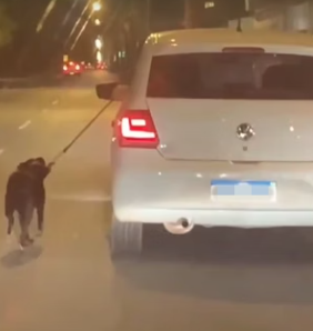 Motorista é flagrado puxando cachorro pelo lado de fora do carro em movimento no DF