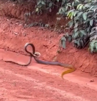 VÍDEO: Cobra de 2 metros imune a veneno é flagrada devorando outra serpente em MT