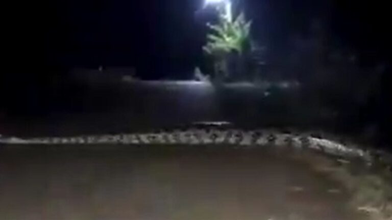 VÍDEO: Cobra sucuri gigante é vista em rua de barro no interior do Amazonas