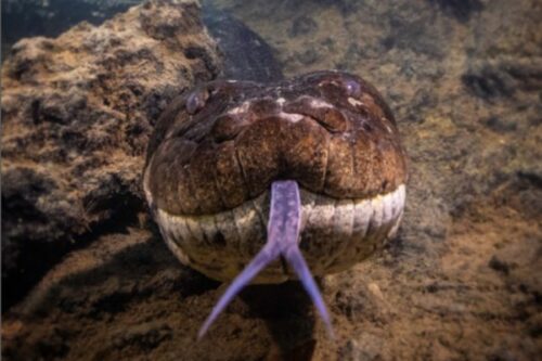Sucuri Ana Júlia morreu de causas naturais, diz perícia do MS