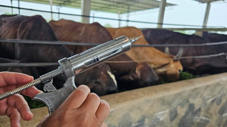 Febre aftosa: Adaf alerta que vacinação no AM não será prorrogada