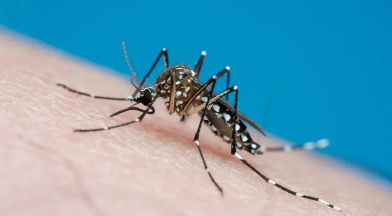 Dengue: Brasil bate recorde histórico de mortes