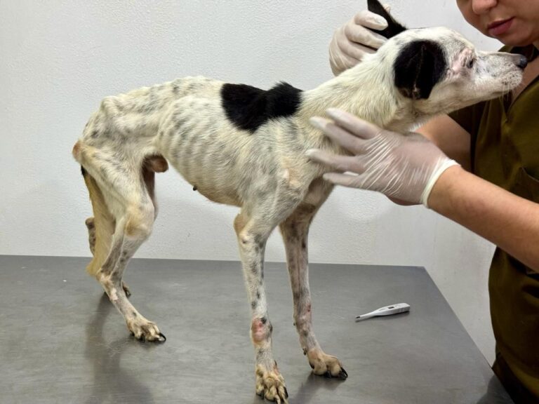 Dema registra mais de 200 ocorrências de maus-tratos de animais em Manaus
