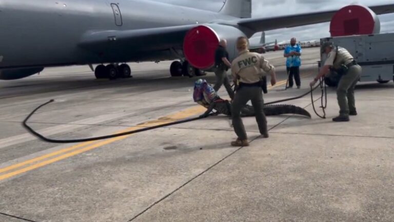 Nos EUA, jacaré de 3 metros invade pista de base aérea militar