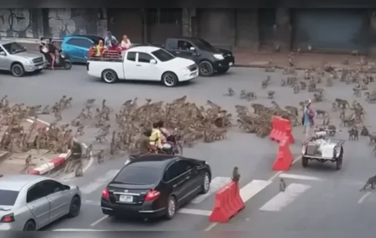 “Gangues de macacos” tomam as ruas na Tailândia para confronto
