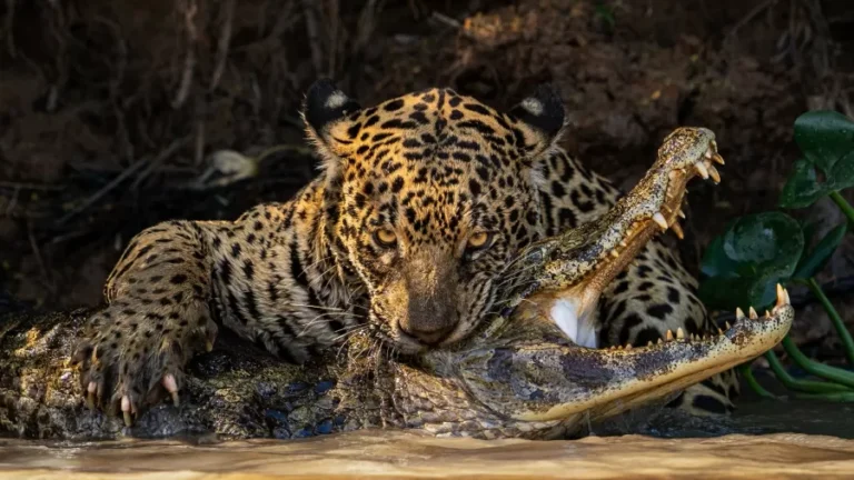 Foto no Pantanal é destaque em concurso de fotografia mundial de 2024   