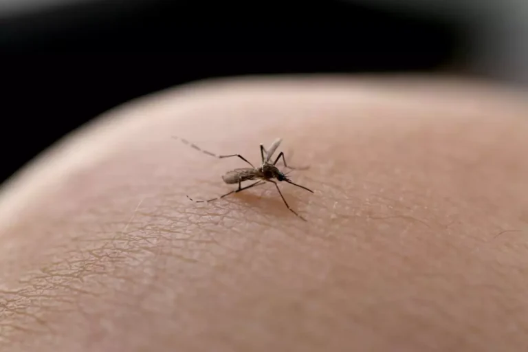 Brasil supera 1 mil mortes por dengue este ano Brasil supera 1 mil mortes por dengue este ano