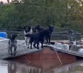 Latidos de desespero: cachorros aparecem ilhados em telhados de casas no RS