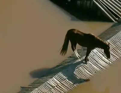 Cavalo é flagrado ilhado em telhado de casa no Rio Grande do Sul