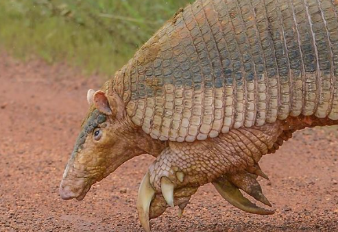 Maior tatu do mundo é visto na Serra da Canastra