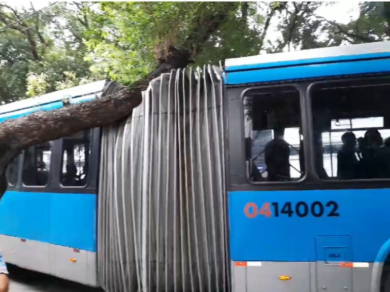 VÍDEO: Árvore cai sobre ônibus da linha 640, no Centro de Manaus