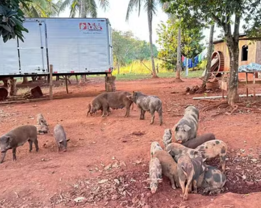 Caseiro é encontrado morto e com corpo devorado por porcos em fazenda de Goiás