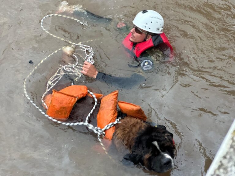Voluntários do AM resgatam mais de 50 animais ilhados no Rio Grande do Sul 