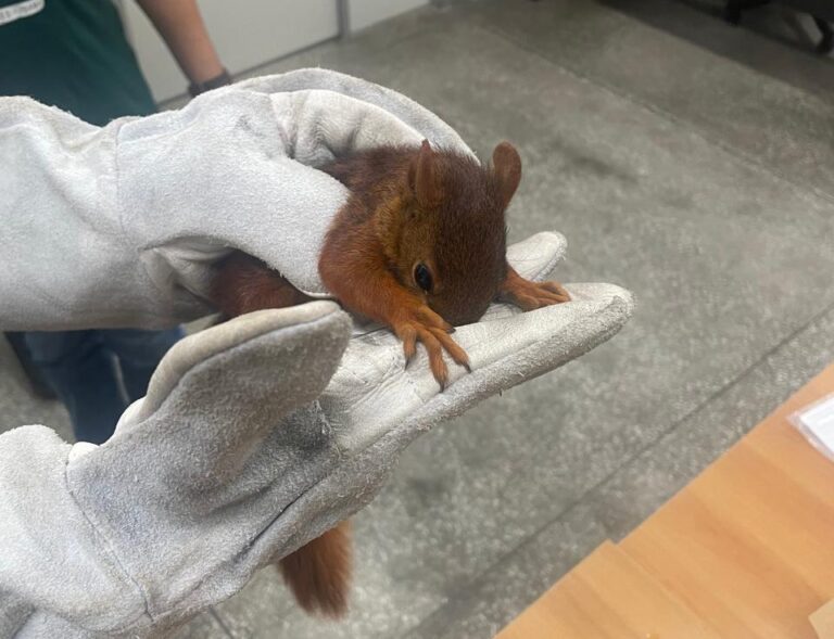 Esquilo é encontrado machucado e resgatado na AM-070