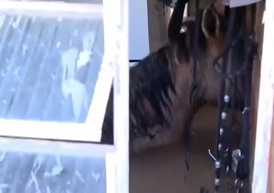 Morrem cavalos que ficaram dias presos em casa com água até o pescoço RS