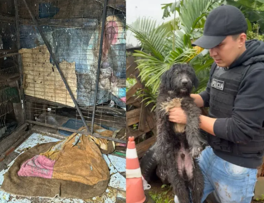RS: Dona de canil clandestino é presa por maus-tratos contra animais