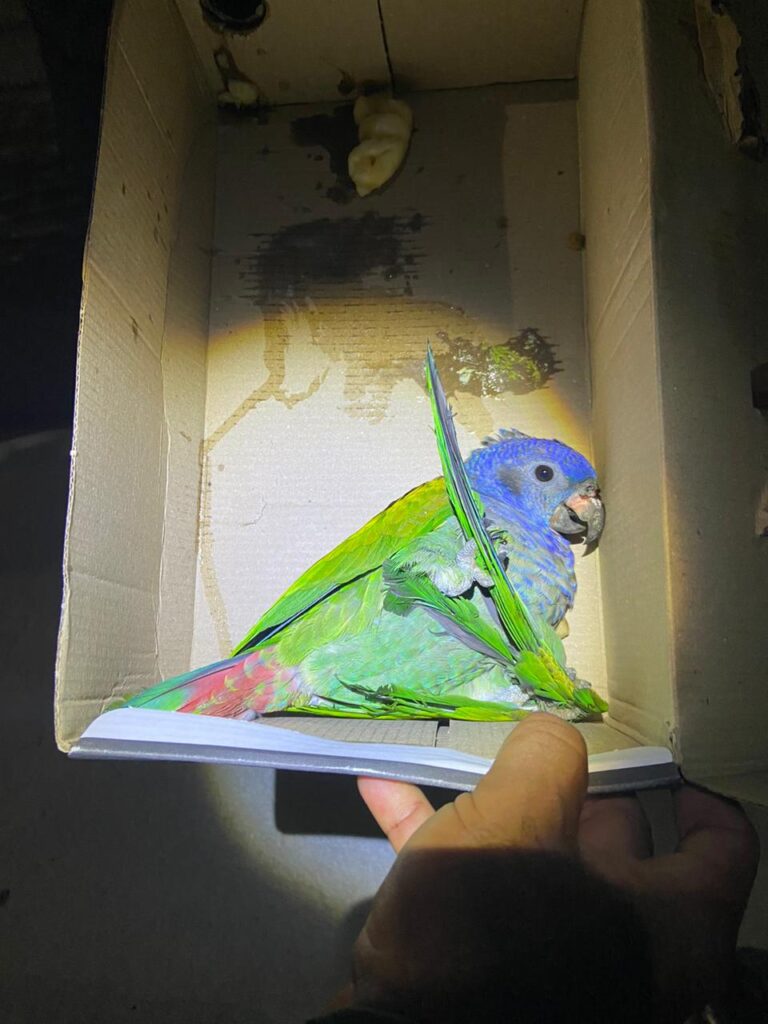Papagaio é resgatado após ter asa machucada em Manaus Papagaio é resgatado após ter asa machucada em Manaus