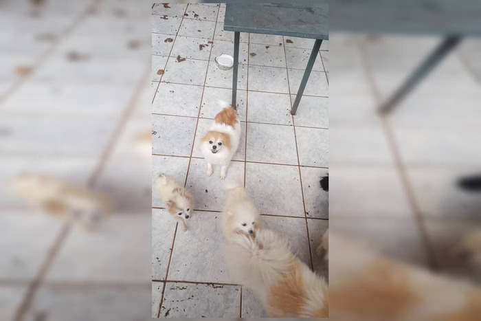Polícia do DF descobre que veterinária mantinha gato sem cabeça e carcaça de coelho em casa Polícia do DF descobre que veterinária mantinha gato sem cabeça e carcaça de coelho em casa