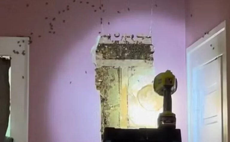 VÍDEO: Família nos EUA descobre 50 mil abelhas em parede de casa após filha ouvir "monstros"