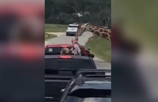 VÍDEO: Durante passeio em safári, bebê é erguido por girafa