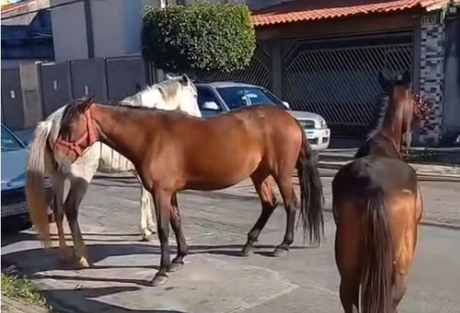 VÍDEO: Cavalo solto na rua dá coices em moradores em São Paulo
