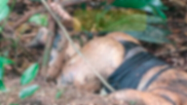 Mulher é encontrada morta em área de mata na zona Oeste de Manaus