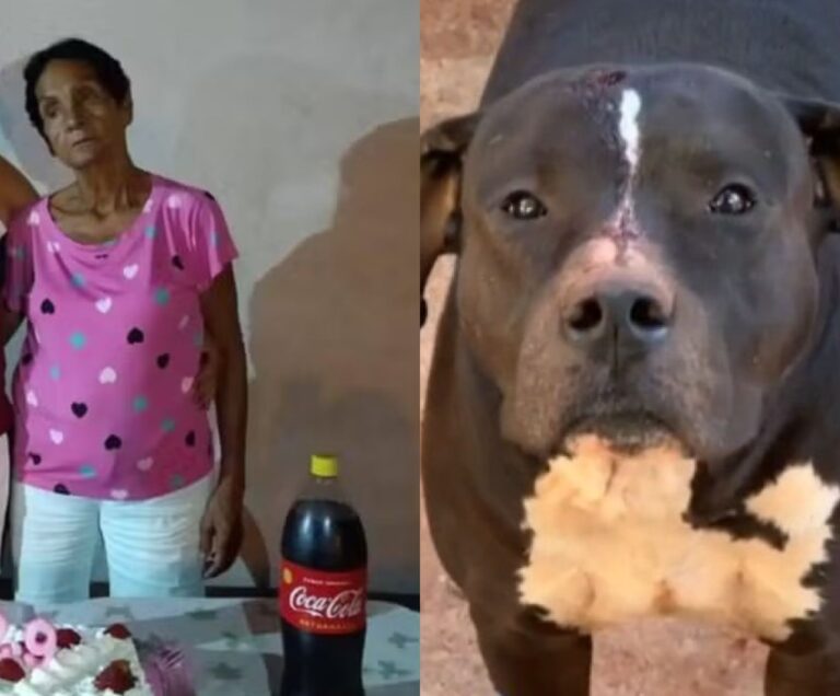 Idosa morre após ser atacada por pitbull no interior de SP