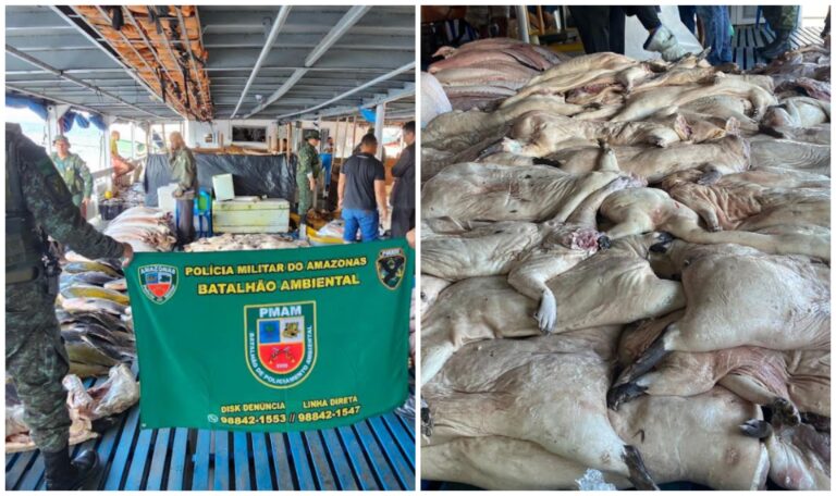 Polícia apreende cerca de cinco toneladas de pescado e carne de animais silvestres, em Manaus