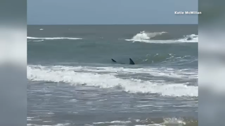 VÍDEO: Ataque de tubarão deixa 4 feridos em praia nos EUA