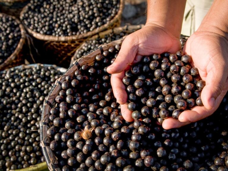 Açaí e guaraná estão entre as melhores frutas globais, diz Taste Atlas