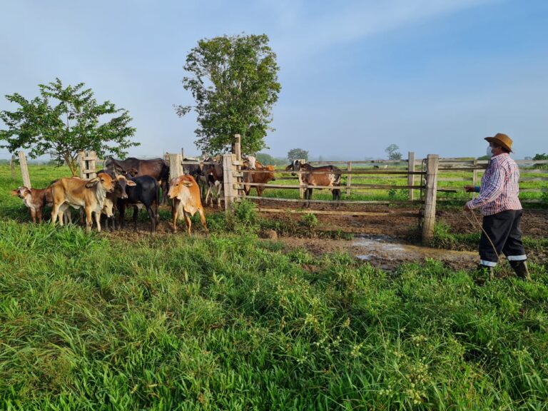 Segunda etapa da campanha de vacinação contra brucelose começa hoje no Amazonas