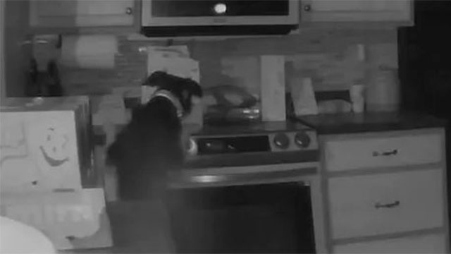 VÍDEO: Nos EUA, cachorro põe fogo em casa "sem querer" ao ligar fogão acidentalmente