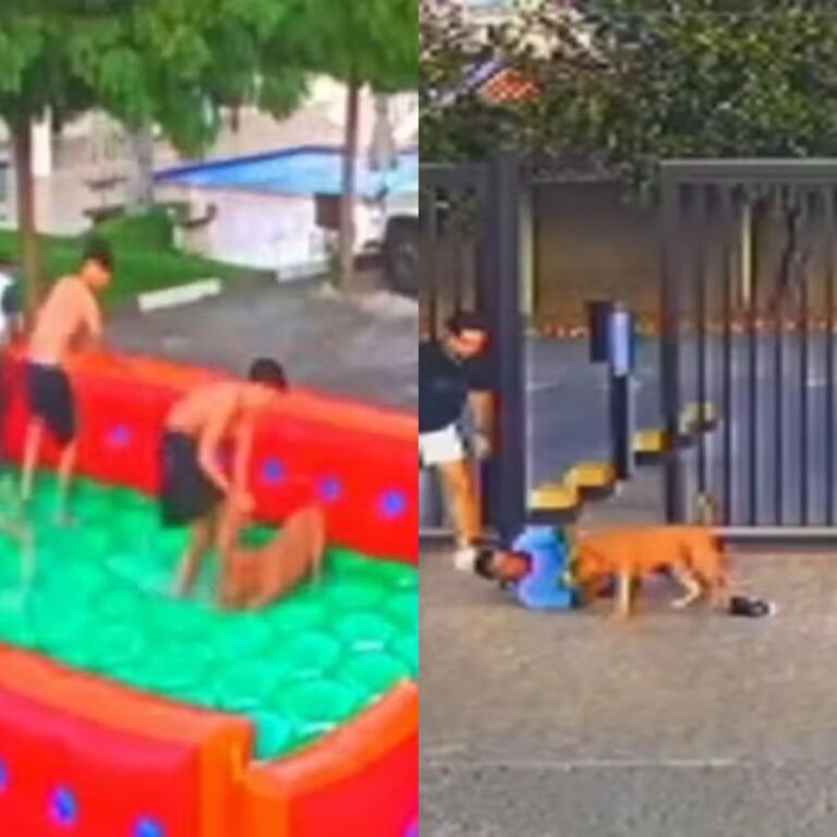 VÍDEO: Pitbull invade festa infantil e ataca cinco pessoas na Bahia