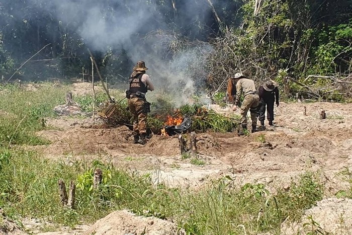 PF destrói 100 mil pés de maconha em terra indígena
