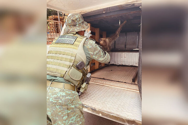 Batalhão de Policiamento Ambiental resgata bicho-preguiça na zona Leste de Manaus