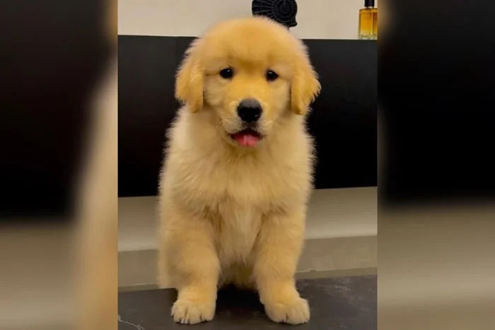 VÍDEO: Tutor do cão Joca, morto por erro da companhia Gol, recebe filhote de presente
