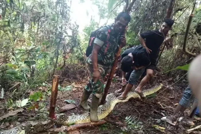 VÍDEO: Cobra píton gigante engole mulher na Indonésia; é o 2º caso em 1 mês