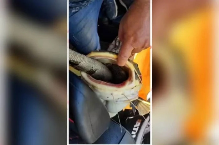 VÍDEO IMPRESSIONANTE: Pescadores salvam peixe que ficou "entalado" ao tentar engolir uma iguana