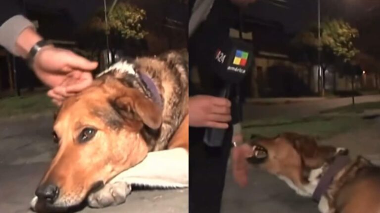 VÍDEO:  Repórter argentino tenta fazer carinho em cachorro apelidado de “assassino” e é mordido ao vivo