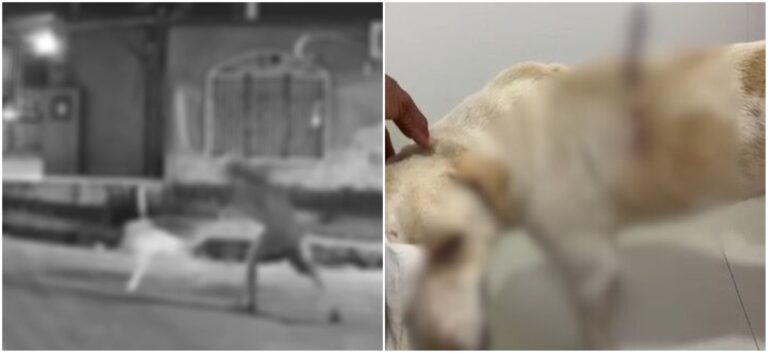 "Neguinho" é preso por esfaquear cachorro no conjunto Amazonino Mendes