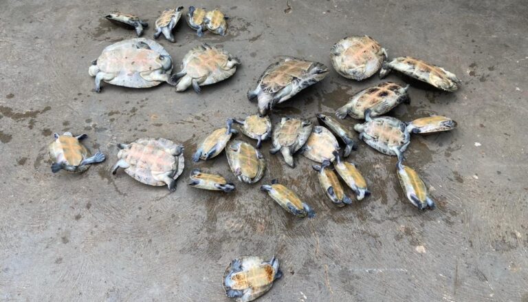 Crime ambiental: casal é preso com 26 quelônios escondidos em casa no interior do Amazonas