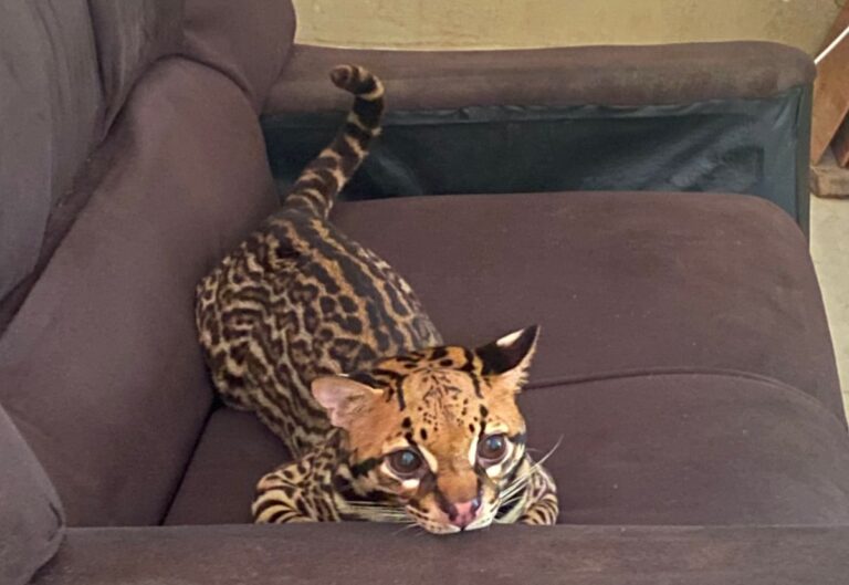Suspeito de manter jaguatirica em cativeiro é preso no município de Barcelos, no AM