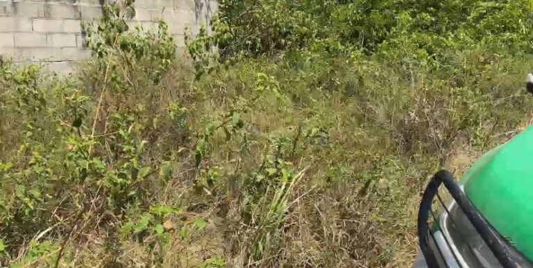 Corpo de mulher com marcas de tortura é encontrado em matagal no Tarumã