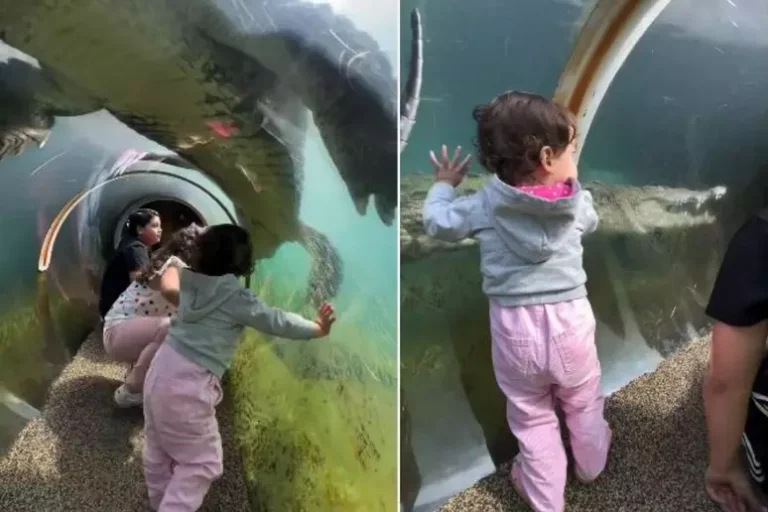Crocodilo ataca crianças em túnel de zoológico; mãe grava tudo