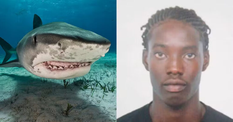 Jovem de 16 anos morre em ataque de tubarão na Jamaica